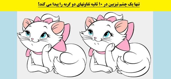 عکس گربه چشم چپ