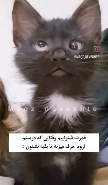 عکس گربه چشم چپ