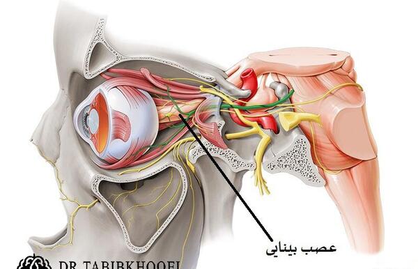 عکس عصب چشم چیست