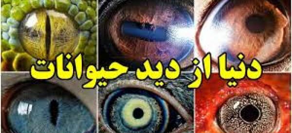 عکس چشم حیوانات وحشی