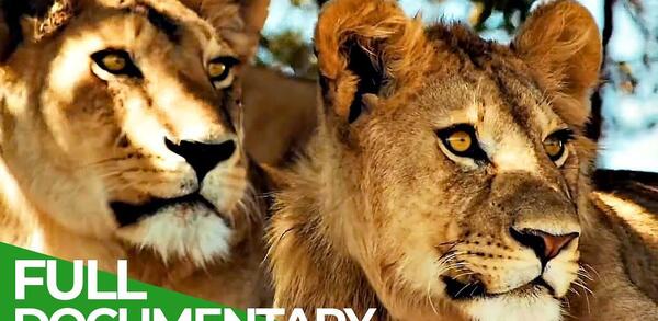 عکس چشم حیوانات وحشی