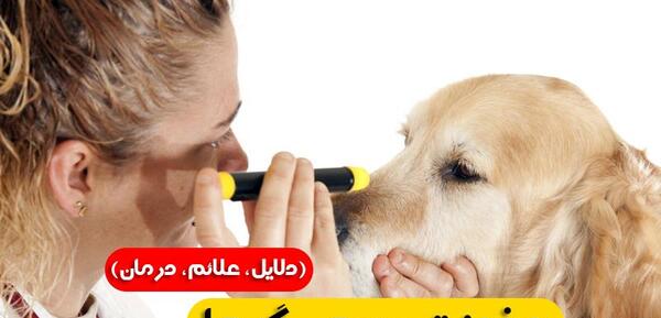 عکس چشم های سگ دار