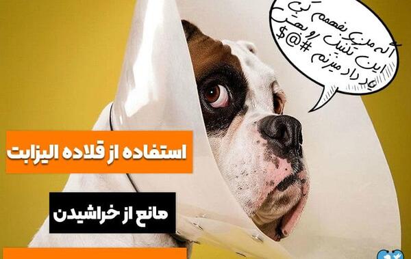 عکس چشم های سگ دار