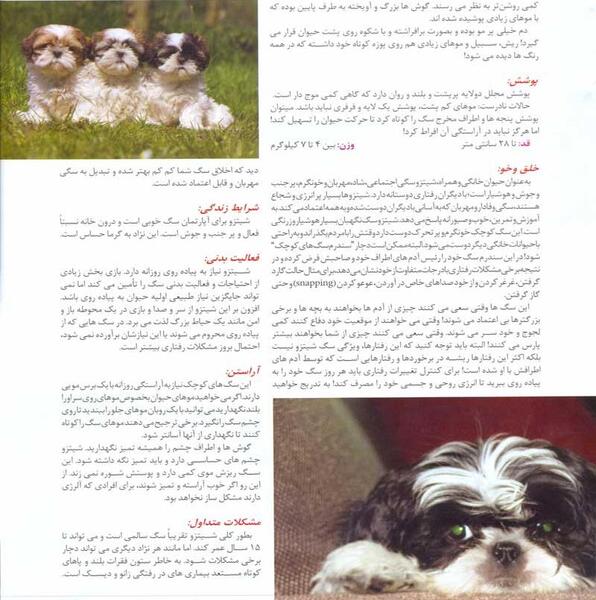 عکس چشم های سگ دار