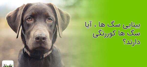 عکس چشم های سگ دار
