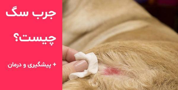 عکس چشم های سگ دار