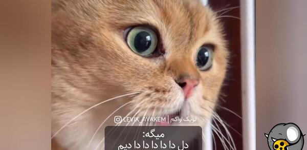 عکس چشم گربه سخنگو
