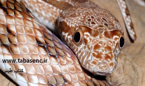 عکس چشم مار سمی