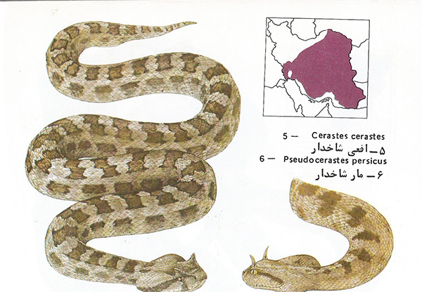 عکس چشم مار سمی