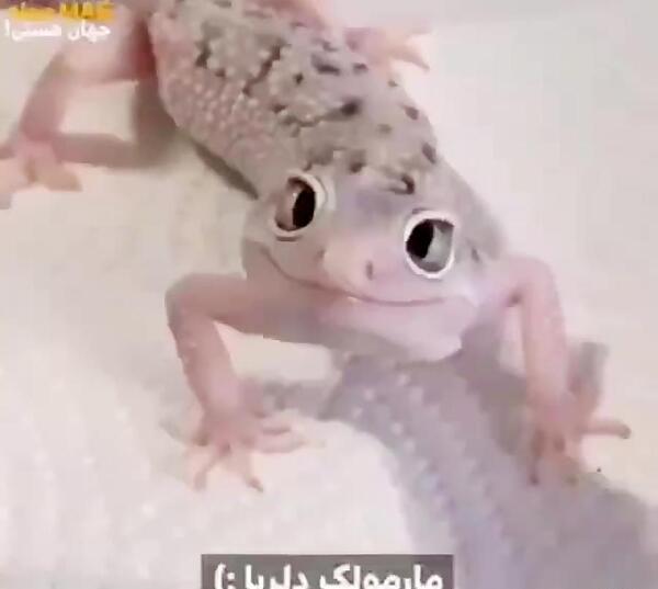 عکس مارمولک چشم سبز
