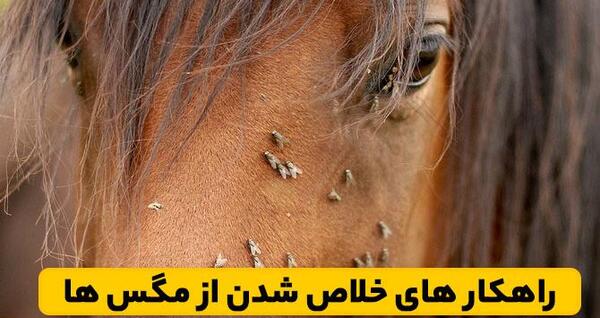 عکس چشم مگس ها