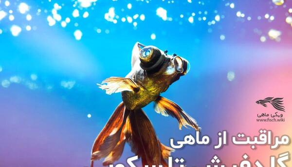 عکس ماهی چشم تلسکوپی بزرگ