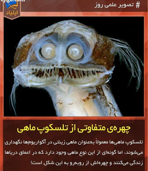عکس ماهی چشم تلسکوپی بزرگ