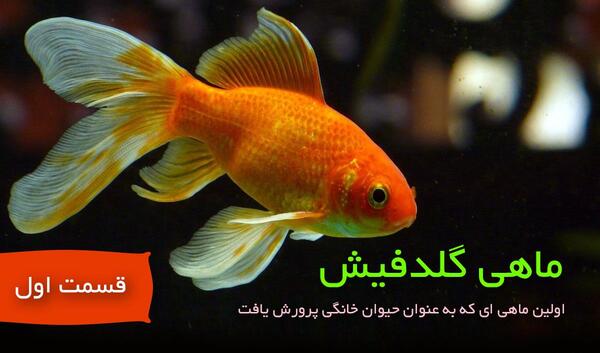 عکس ماهی چشم تلسکوپی بزرگ