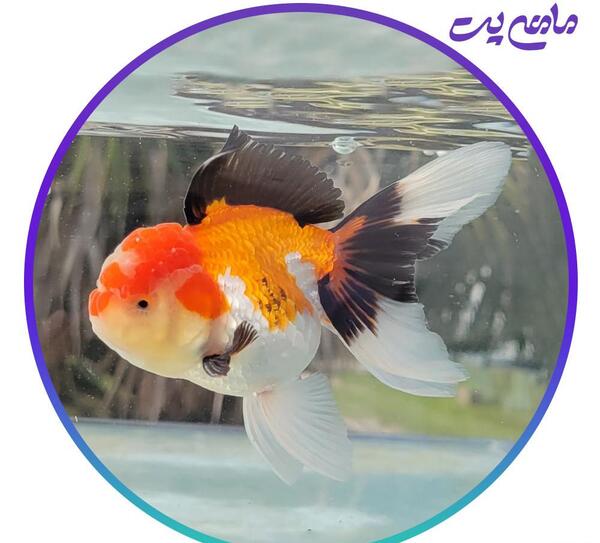 عکس ماهی چشم قلمبه