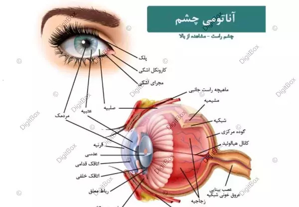 عکس چشم واقعی انسان