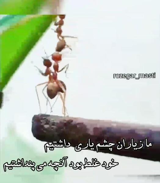 عکس متن ما زیاران چشم یاری داشتیم