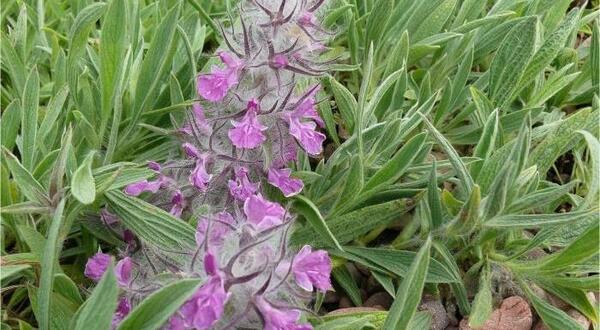 عکس چای سفید کوهی