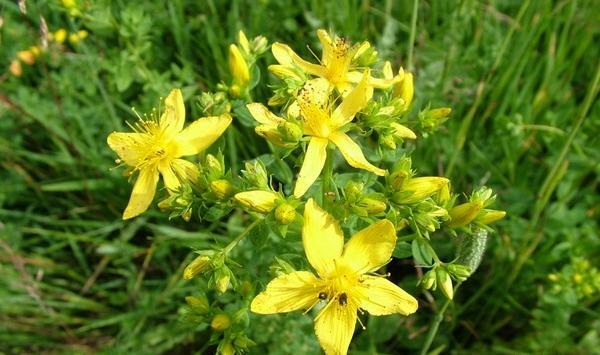 عکس چای سفید کوهی