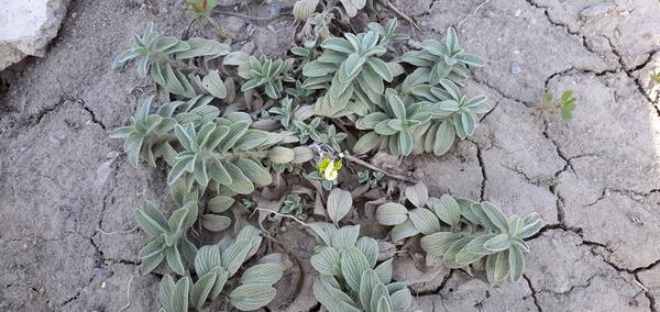 عکس چایی کوهی