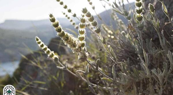 عکس چایی کوهی