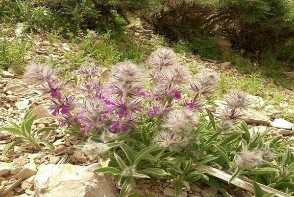 عکس چایی کوهی