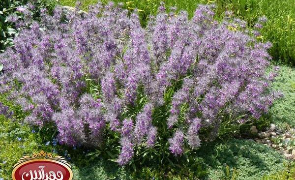 عکس چایی کوهی