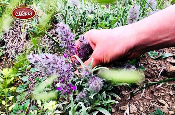 عکس چایی کوهی