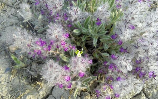 عکس چایی کوهی