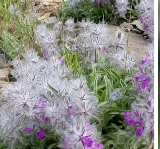 عکس چایی کوهی