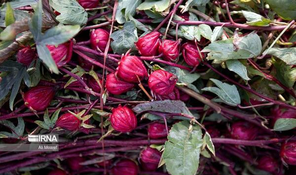 عکس چای ترش تازه