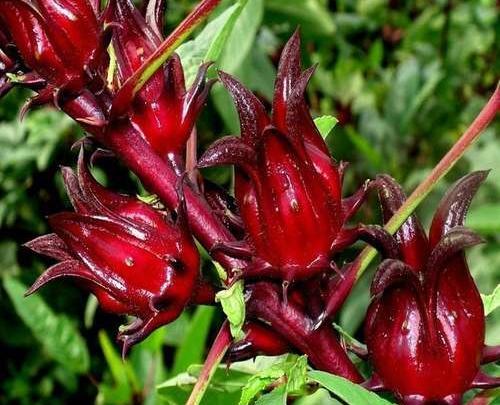 عکس چای ترش تازه