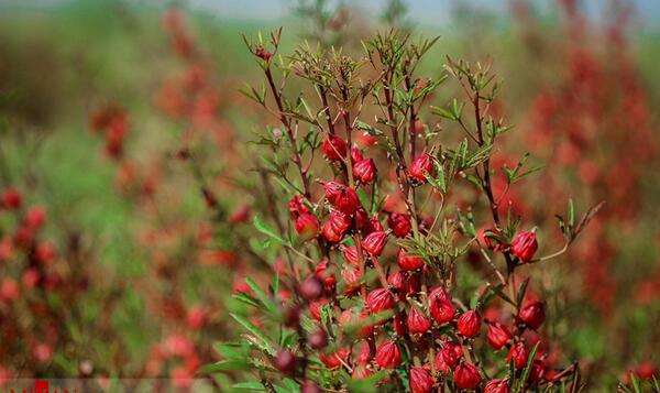 عکس گیاه چای ترش
