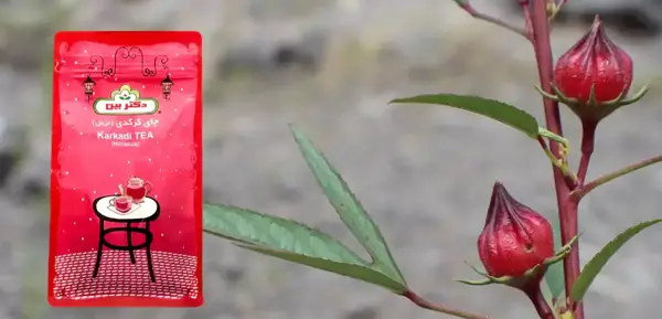 عکس گیاه چای ترش