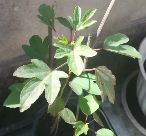 عکس گیاه چای ترش