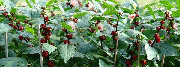 عکس گیاه چای ترش