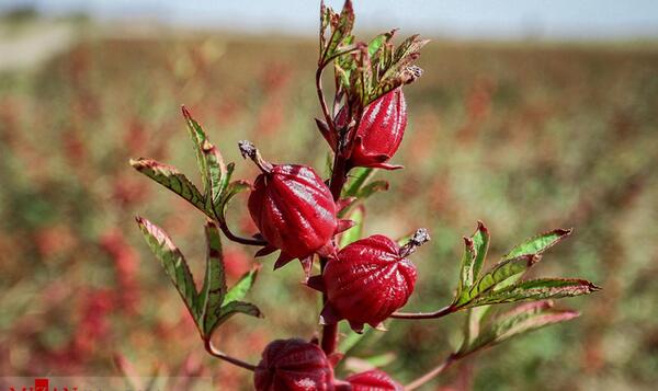 عکس گیاه چای ترش