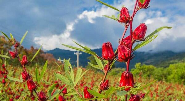 عکس گیاه چای ترش