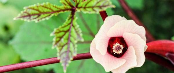 عکس گیاه چای ترش