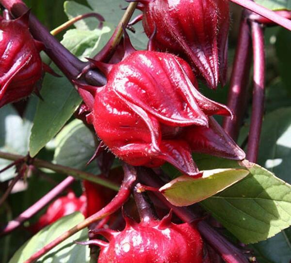 عکس گیاه چای ترش
