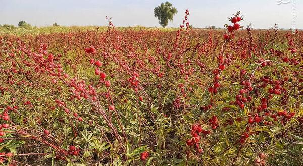 عکس گیاه چای ترش