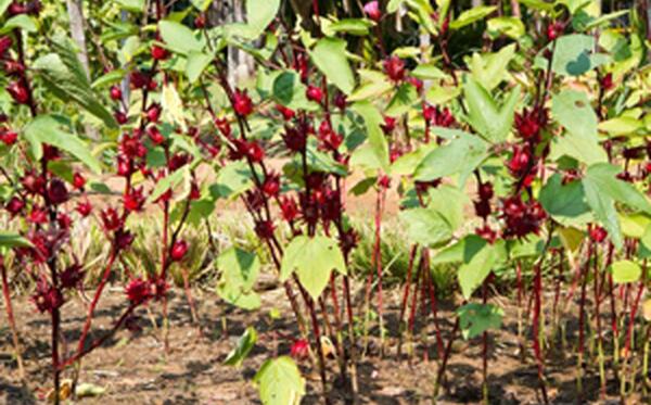 عکس گیاه چای ترش