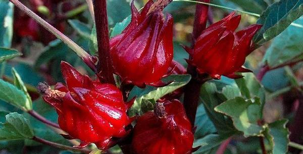 عکس گیاه چای ترش