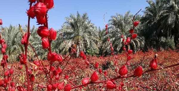 عکس گیاه چای ترش
