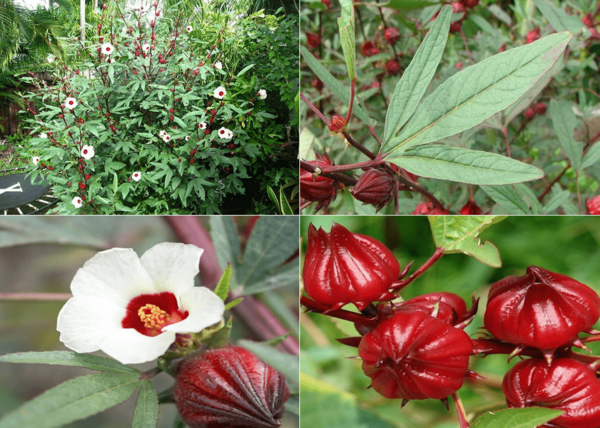 عکس دمنوش چای ترش