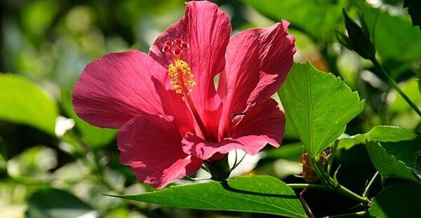 عکس دمنوش چای ترش