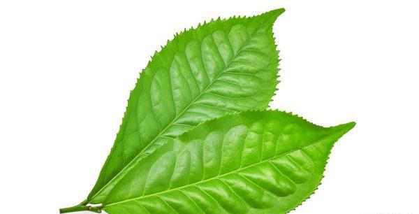 عکس بوته چای سفید