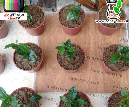 عکس بوته چای سفید
