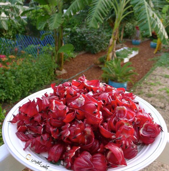 عکس بوته چای سفید
