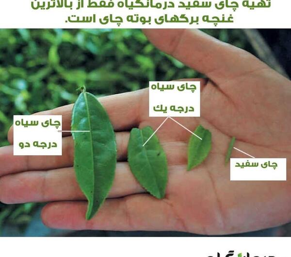 عکس بوته چای سفید